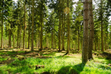 Government allocates £1 million for enhancing forestry skills training