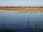 Farmers issue warning: extreme flooding poses threat to food security