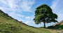 Two men convicted of cutting down iconic Sycamore Gap tree in England