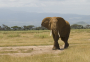 Chad restores partnership with wildlife charity linked to Prince Harry   