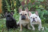 UK seeks return to EU pet passport scheme in Brexit reset talks