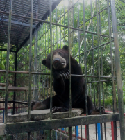 South Korea to end bear bile farming, banning breeding and extraction   
