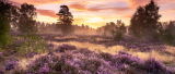 Spring blooms at Wealden Heaths: protecting rare wildlife on Surrey’s National Nature Reserve