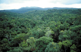 UK to crack down on deforestation-linked imports under new supply chain rules