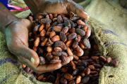 UK backs Solomon Islands cocoa industry with new processing equipment