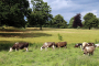 Electronic ID for cattle to become mandatory in key biosecurity overhaul