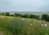 North Kent Woods and Downs named new national nature reserve