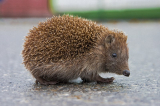 UK charities launch new initiative to protect hedgehogs