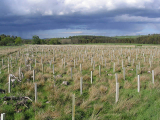 Britain set for two new national forests backed by £1bn tree-planting drive