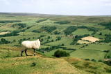 Government pledges £3.2m to restore North York Moors after devastating Fylingdales wildfire