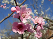 Harrogate’s cherry blossoms rival Japan’s sakura season